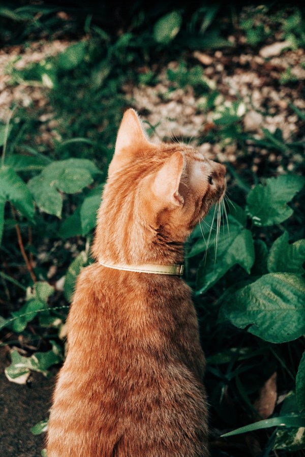 What Are the Health Benefits of Intensive Gardening for Urban Dwellers?